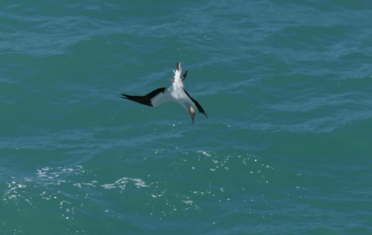 Australasian Gannet - Jim Kirker