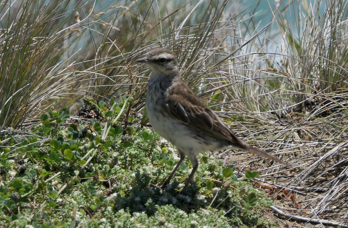 Bisbita Neozelandés (grupo novaeseelandiae) - ML135529851