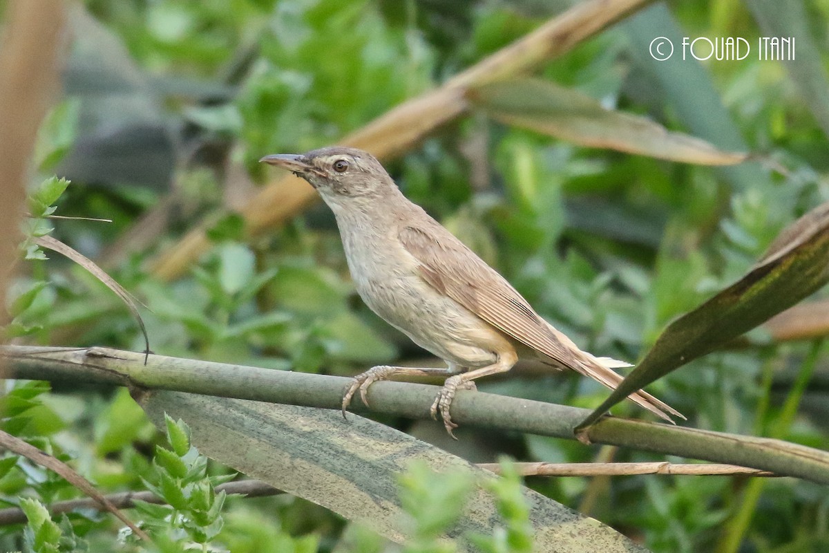 Great Reed Warbler - ML135531821