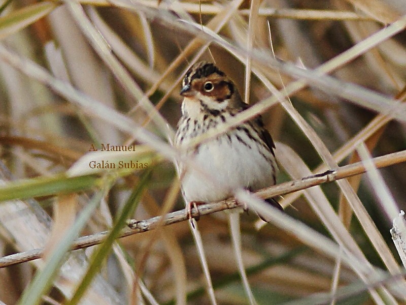 Little Bunting - ML135533371