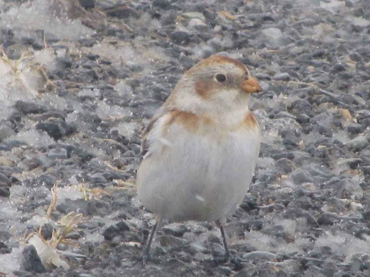 Snow Bunting - Datos Aves Aragón