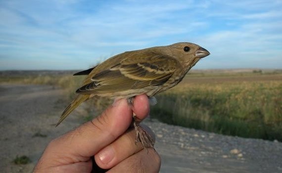 Common Rosefinch - ML135533571