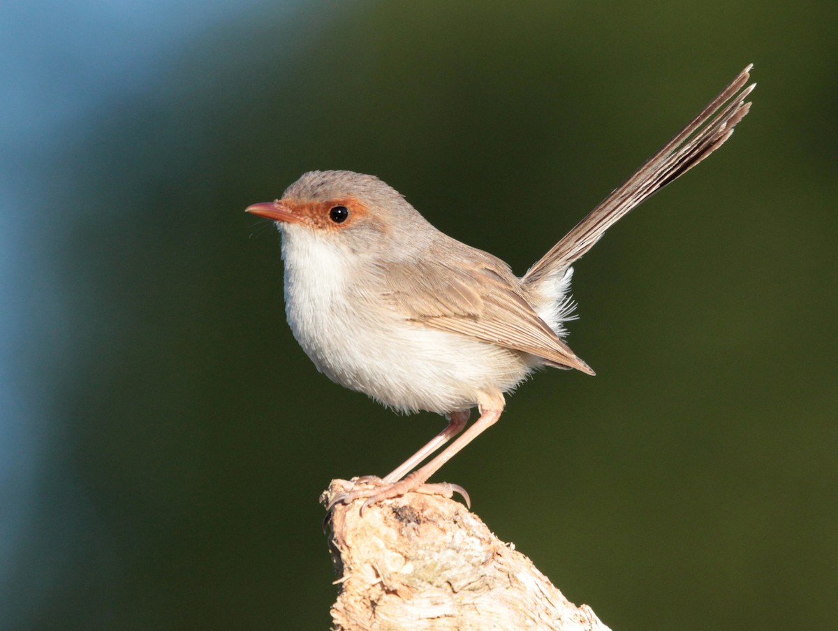 Superb Fairywren - Corey Callaghan