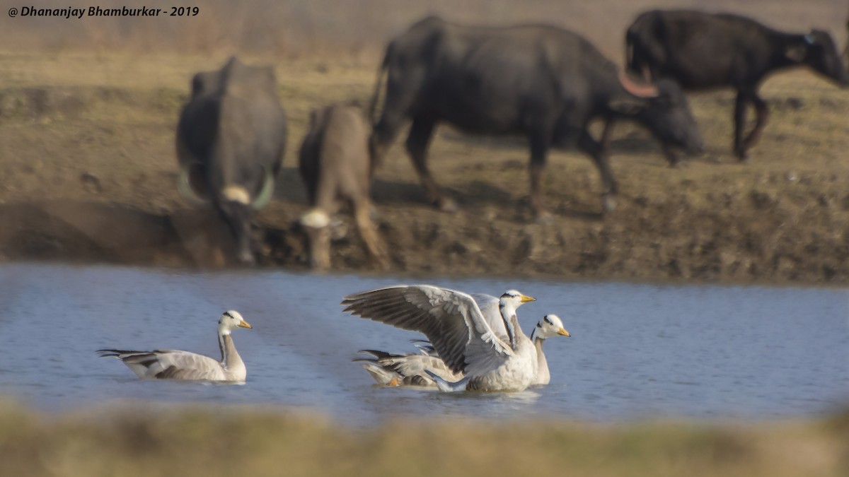 Bar-headed Goose - Dhananjay Bhamburkar