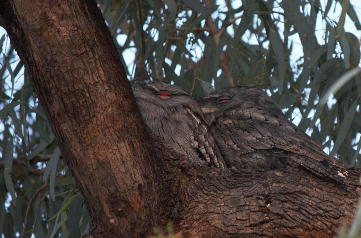 Tawny Frogmouth - ML135534041