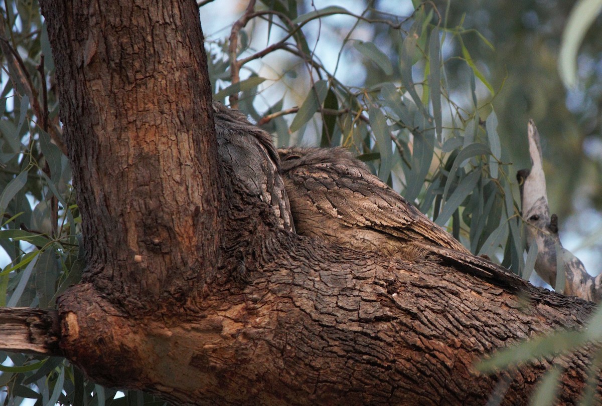 Tawny Frogmouth - ML135534051