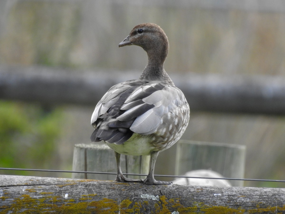 Maned Duck - ML135534891