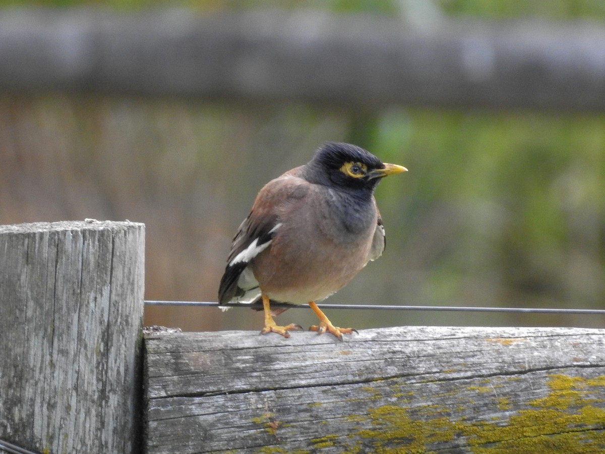 Тольт бор тодол - ML135534901