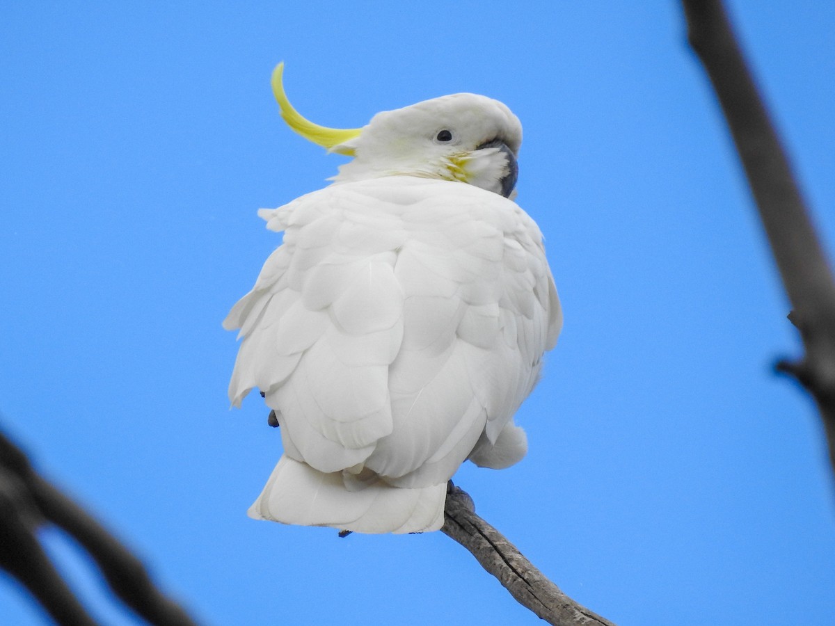Sulphur-crested Cockatoo - ML135534961