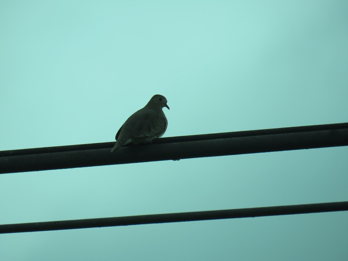 Plain-breasted Ground Dove - ML135535091