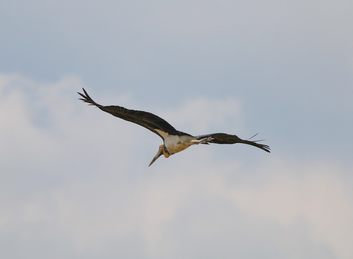 Lesser Adjutant - Neoh Hor Kee