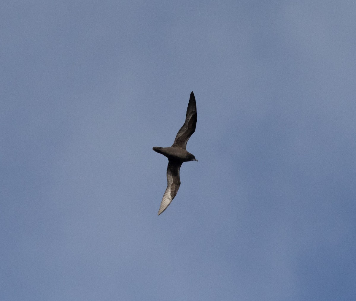 Petrel de la Henderson - ML135535751