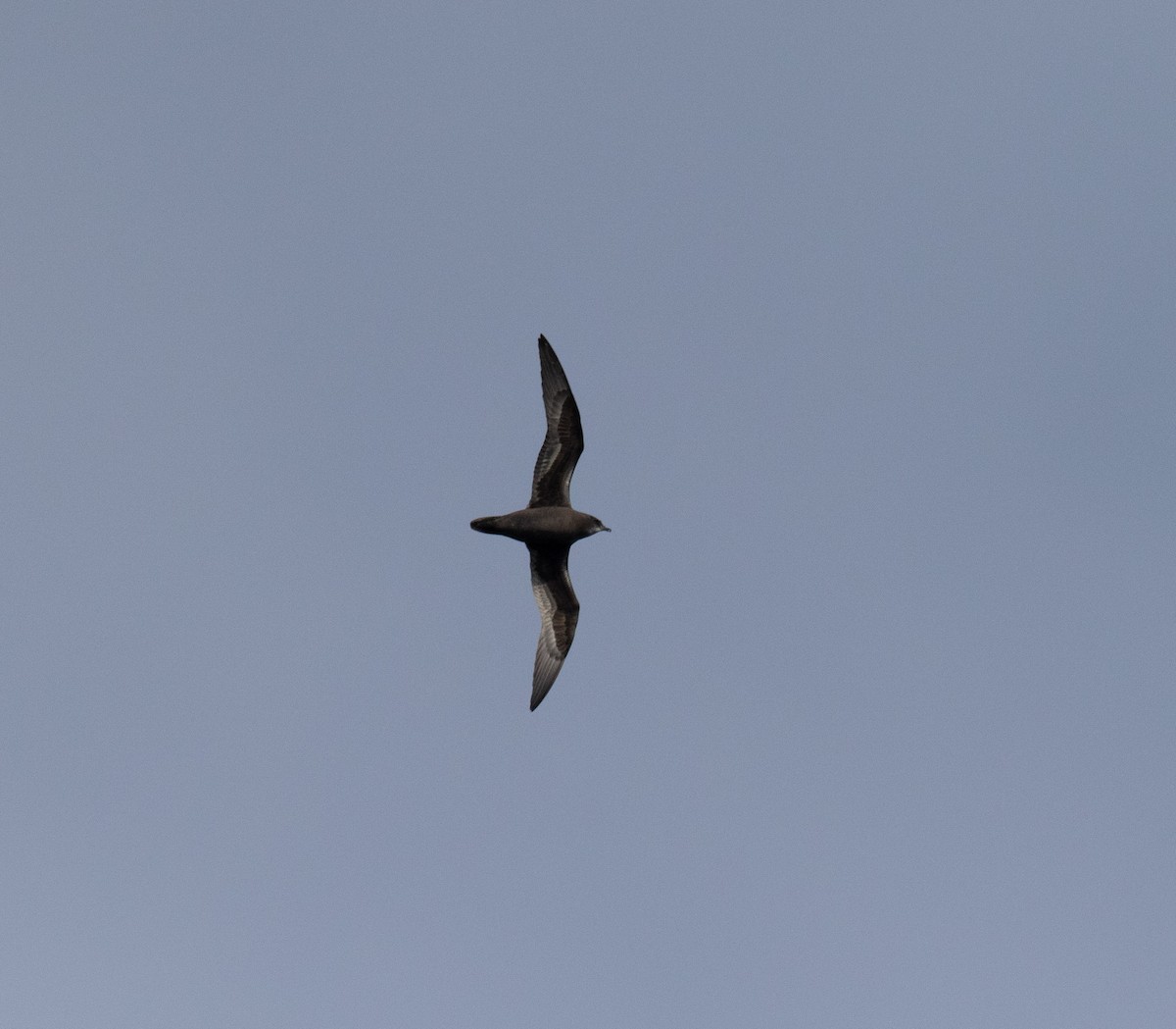 Petrel de la Henderson - ML135535761