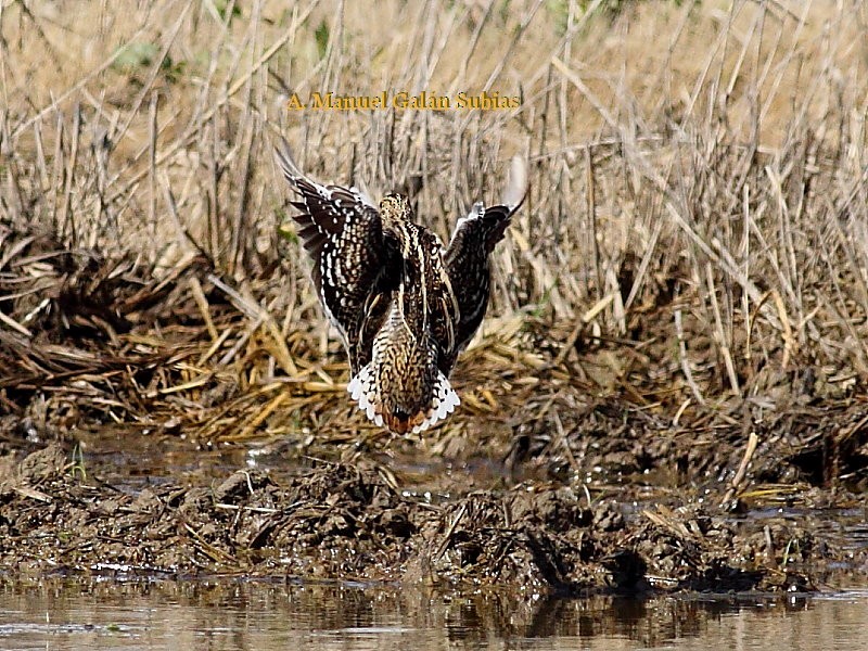 Great Snipe - ML135536861