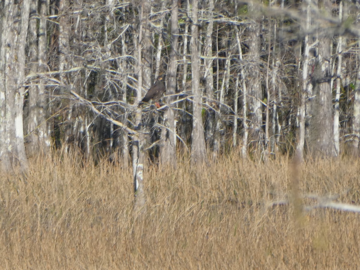 Snail Kite - ML135537051