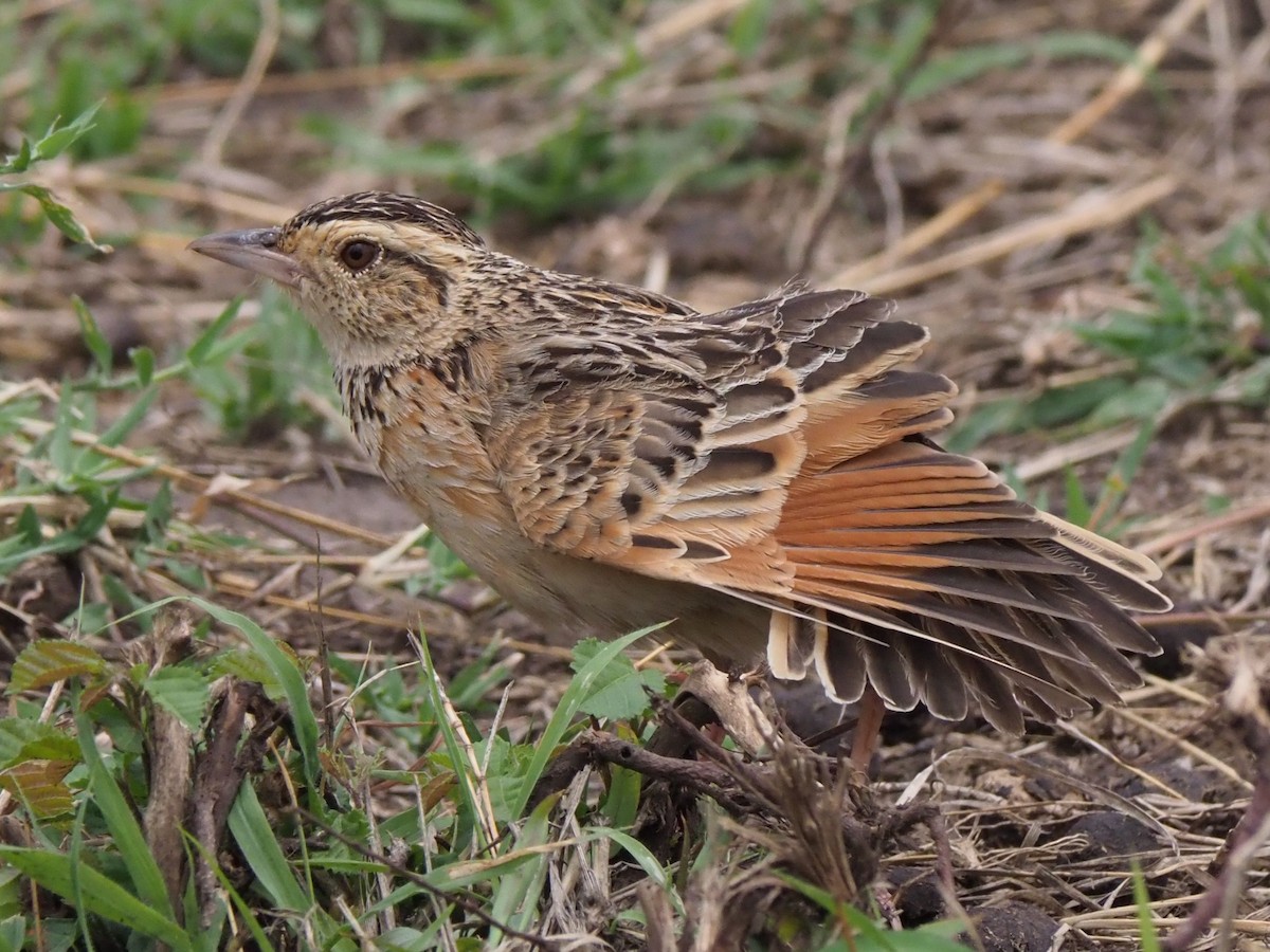 Rufous-naped Lark - ML135537191