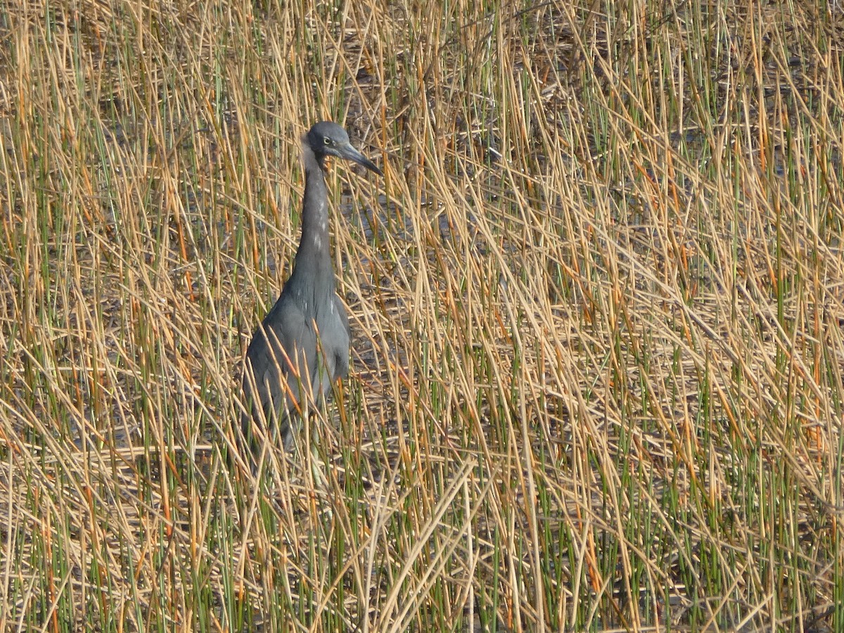 Little Blue Heron - ML135537231