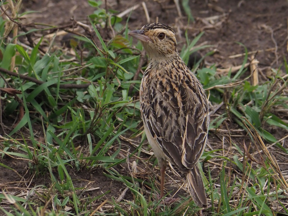 Rufous-naped Lark - ML135537241