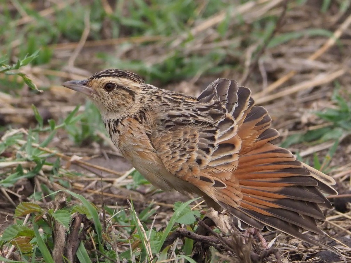 Rufous-naped Lark - ML135537251