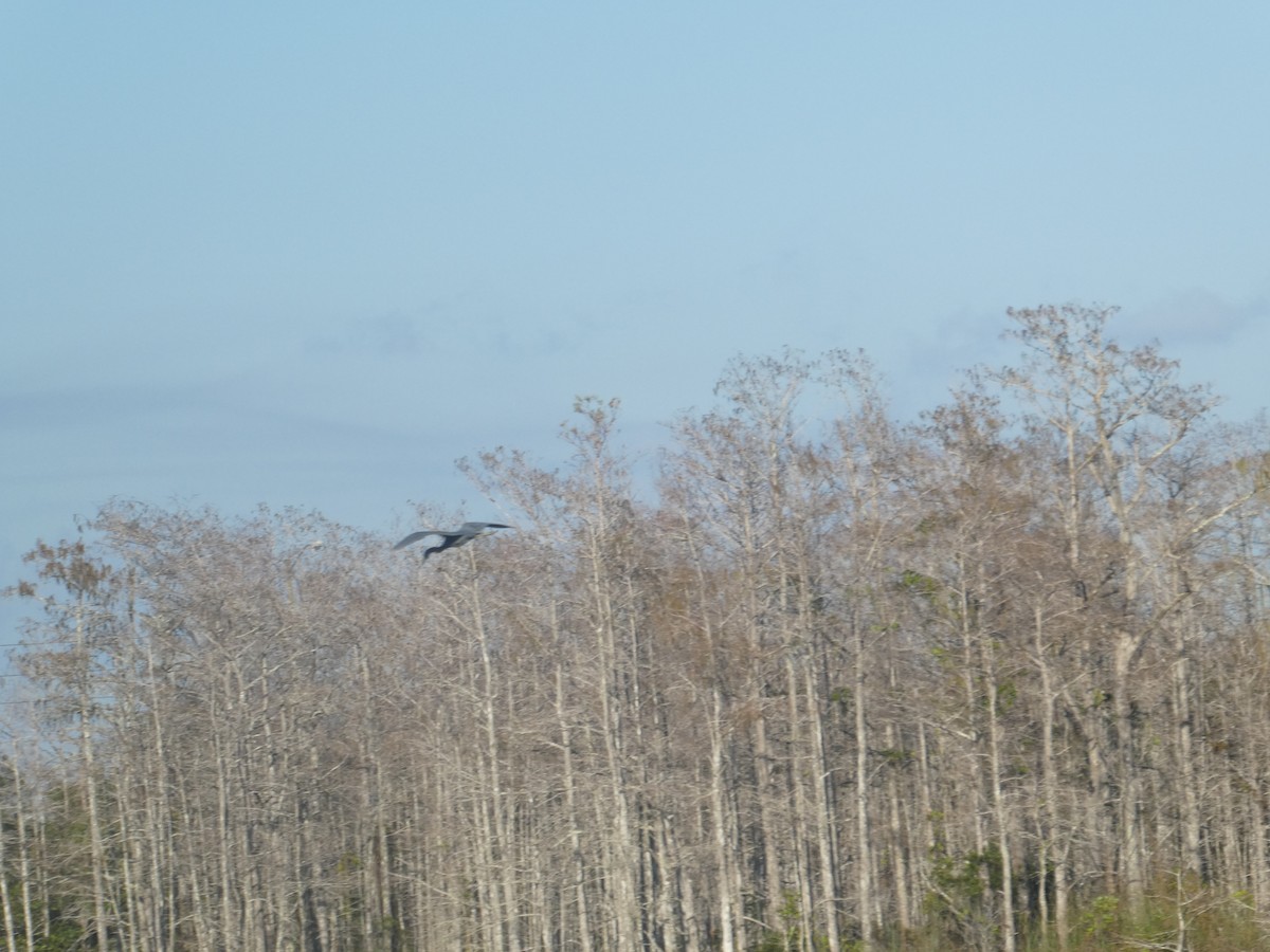 Little Blue Heron - ML135537261