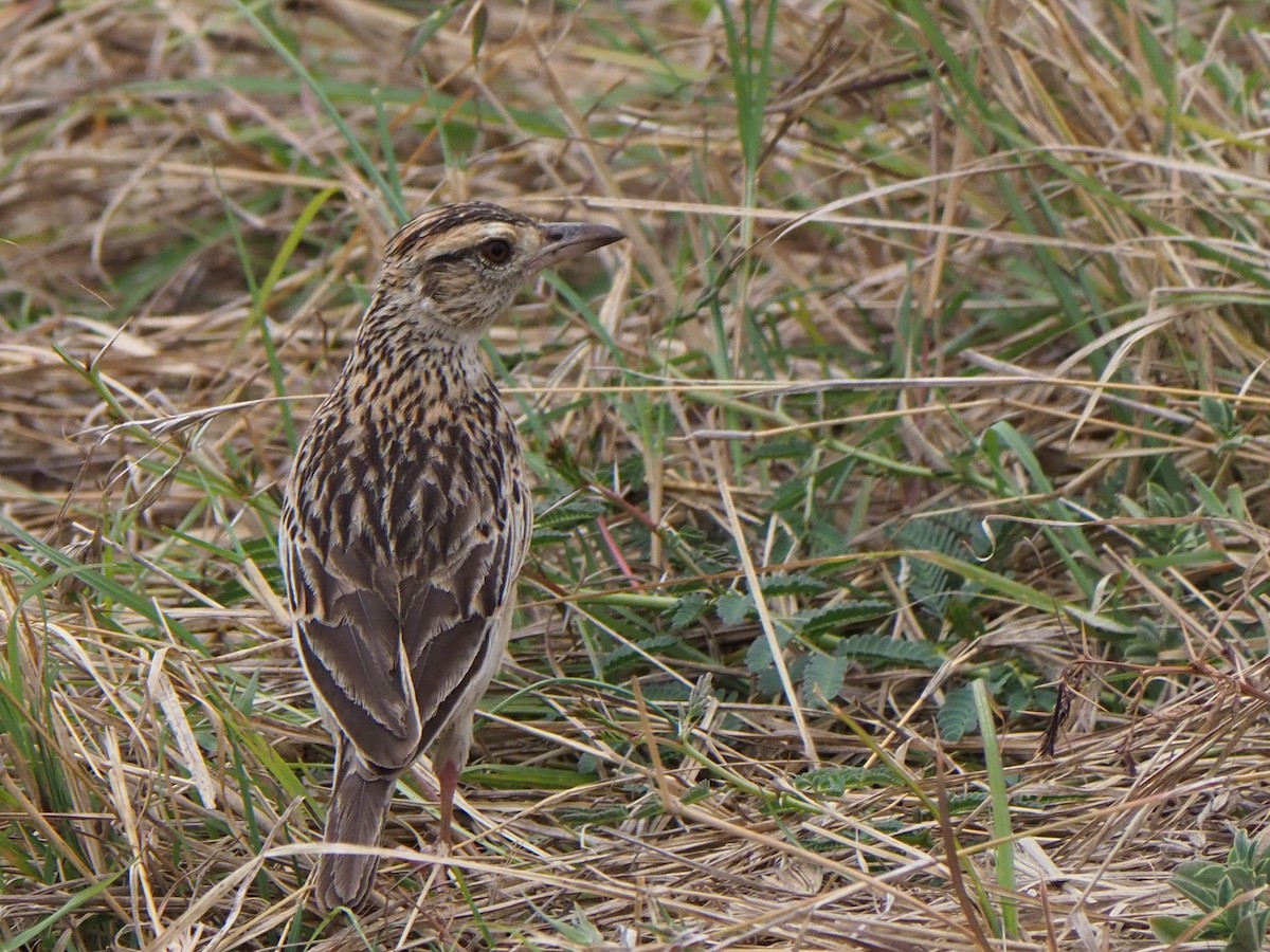 Rufous-naped Lark - Michael Mathieson