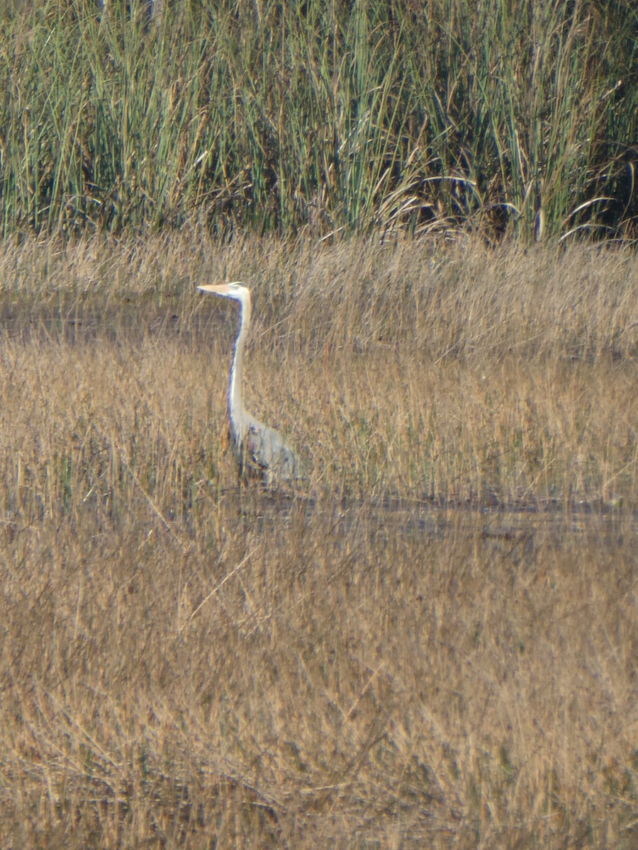 Great Blue Heron - ML135537341