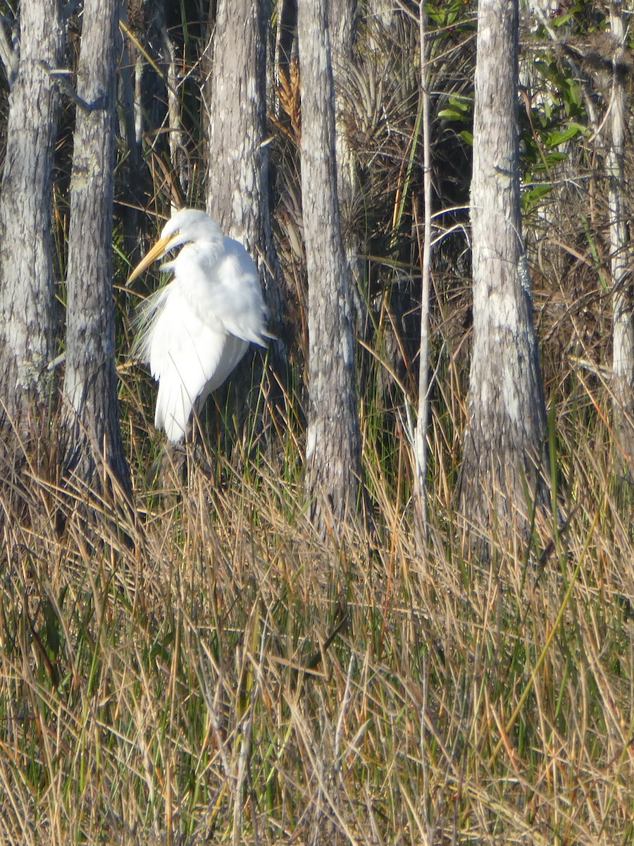 Great Egret - ML135537421