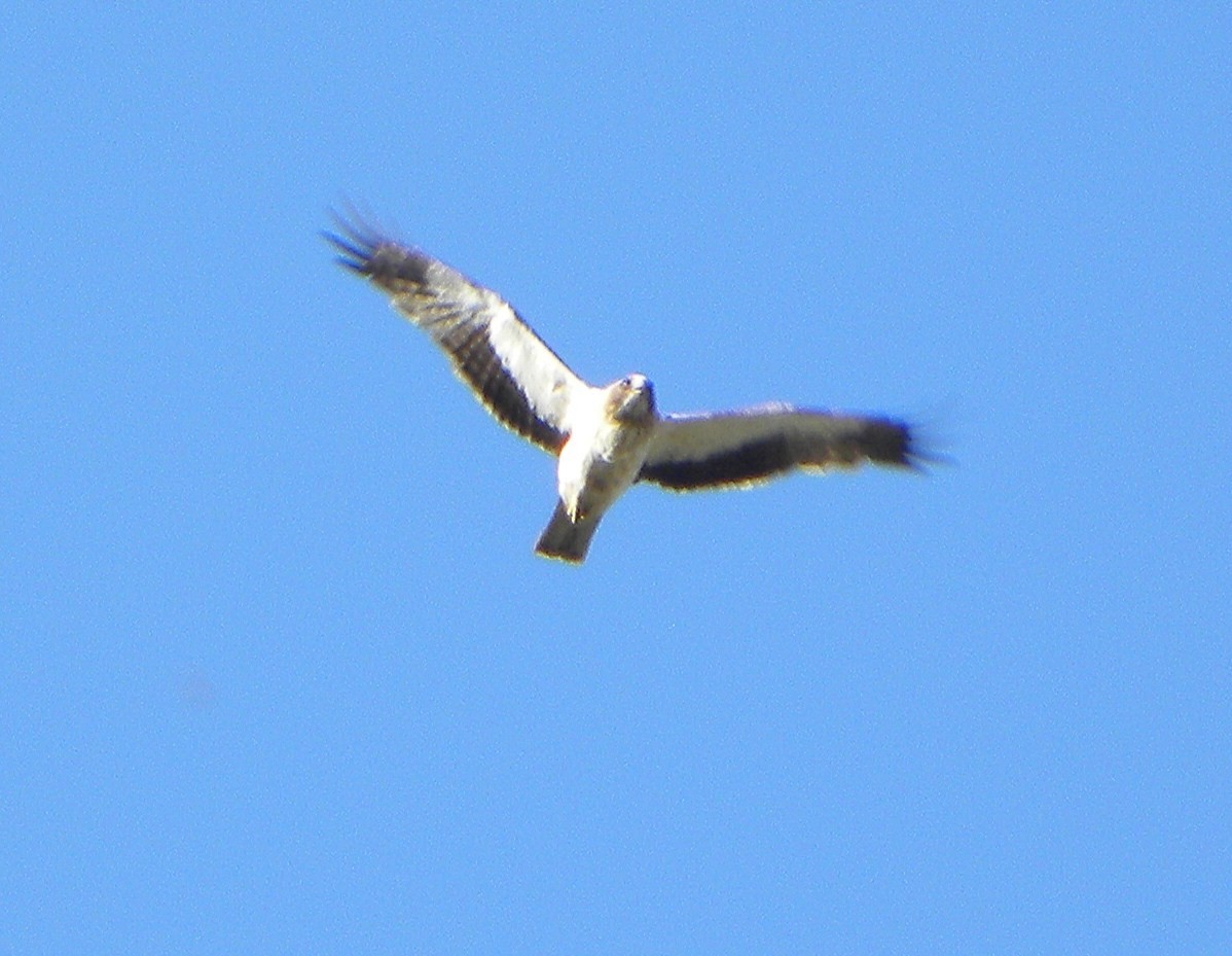 Booted Eagle - ML135538311