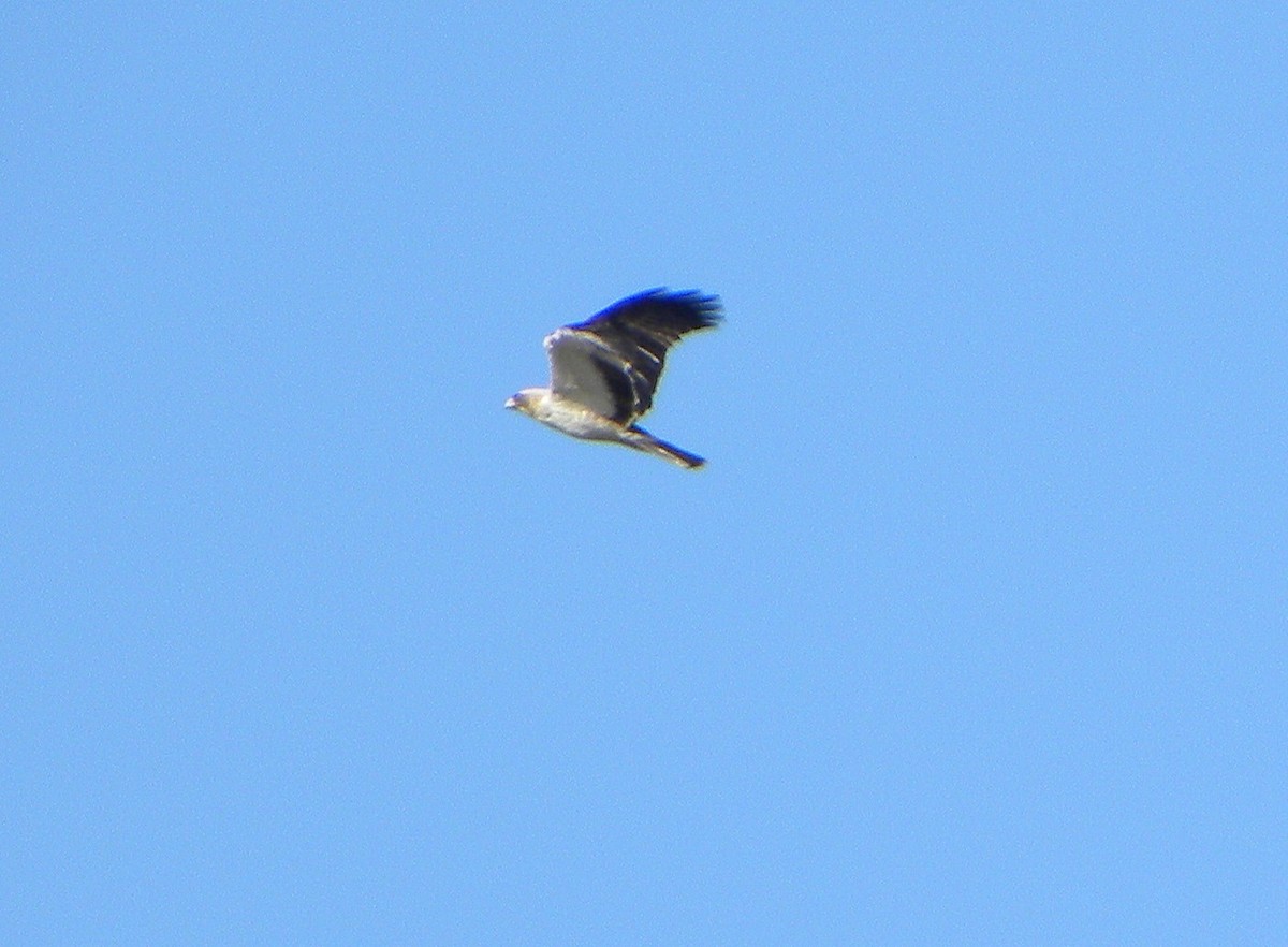 Booted Eagle - ML135538321