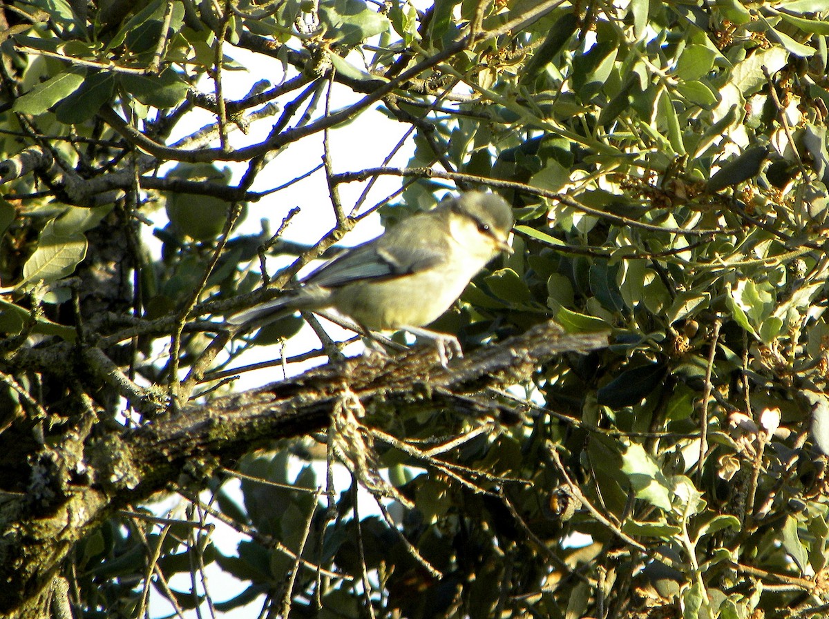 Eurasian Blue Tit - ML135538691