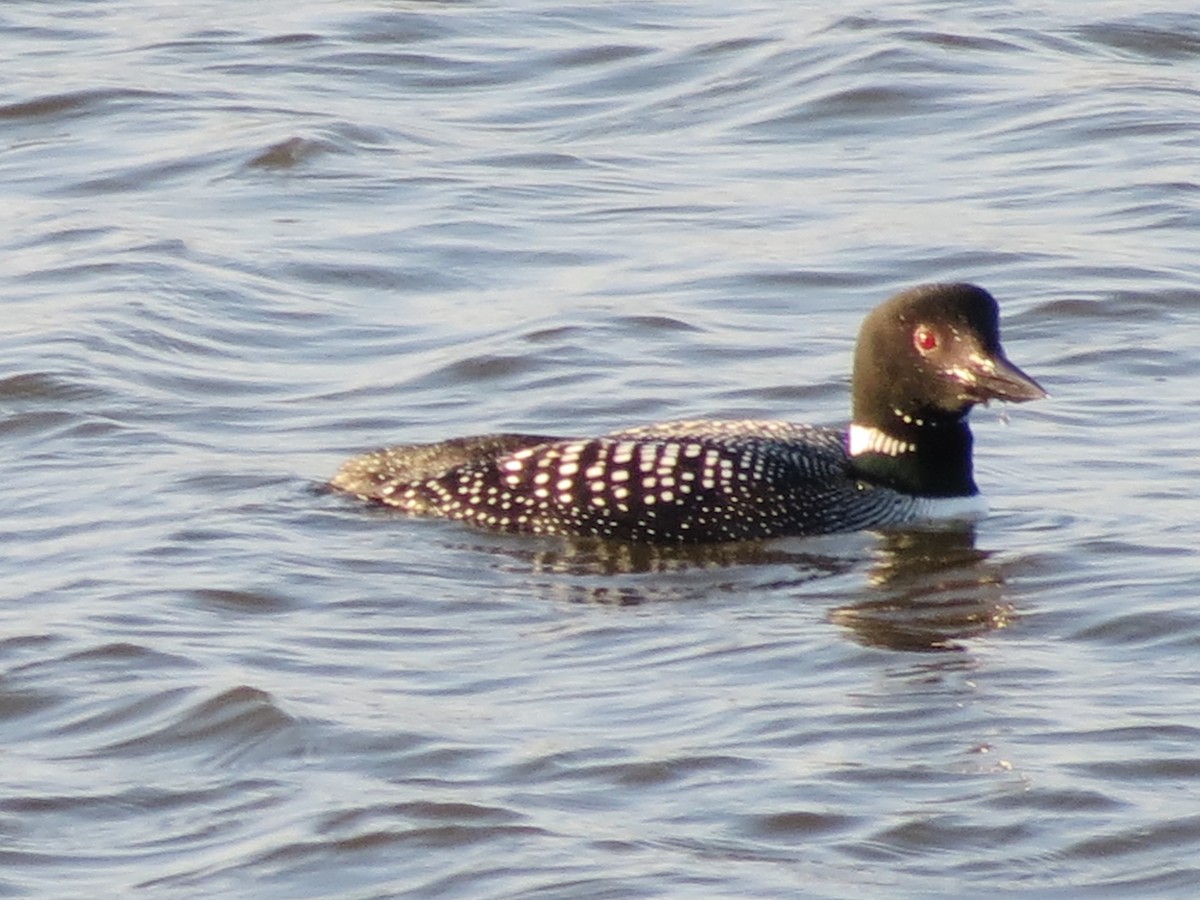 Common Loon - ML135540751