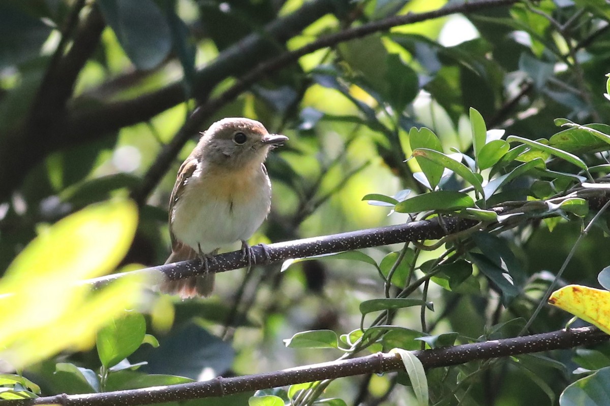 Hainan Blue Flycatcher - ML135541181