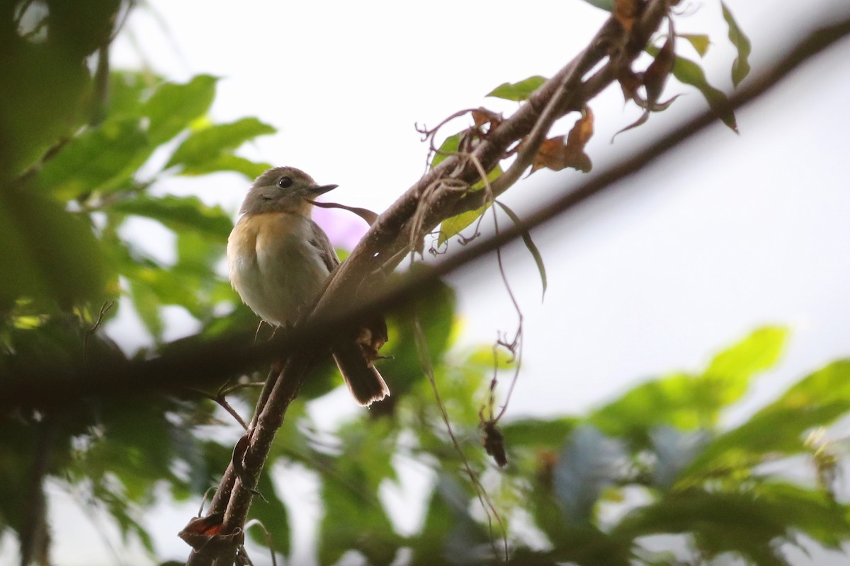 Hainan Blue Flycatcher - ML135541191