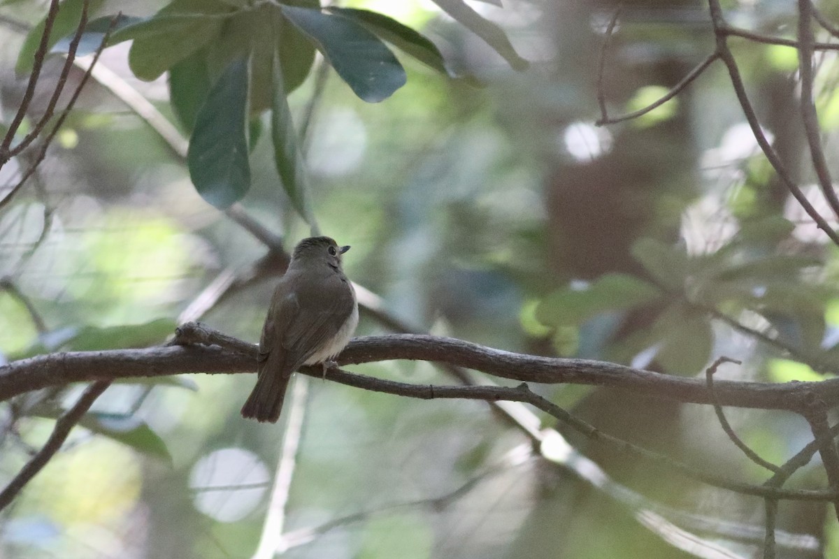 Hainan Blue Flycatcher - ML135541211