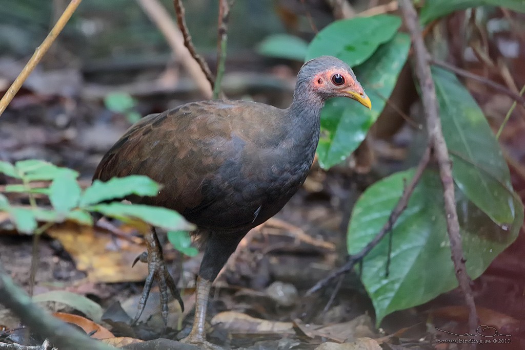 Philippine Megapode - ML135541961