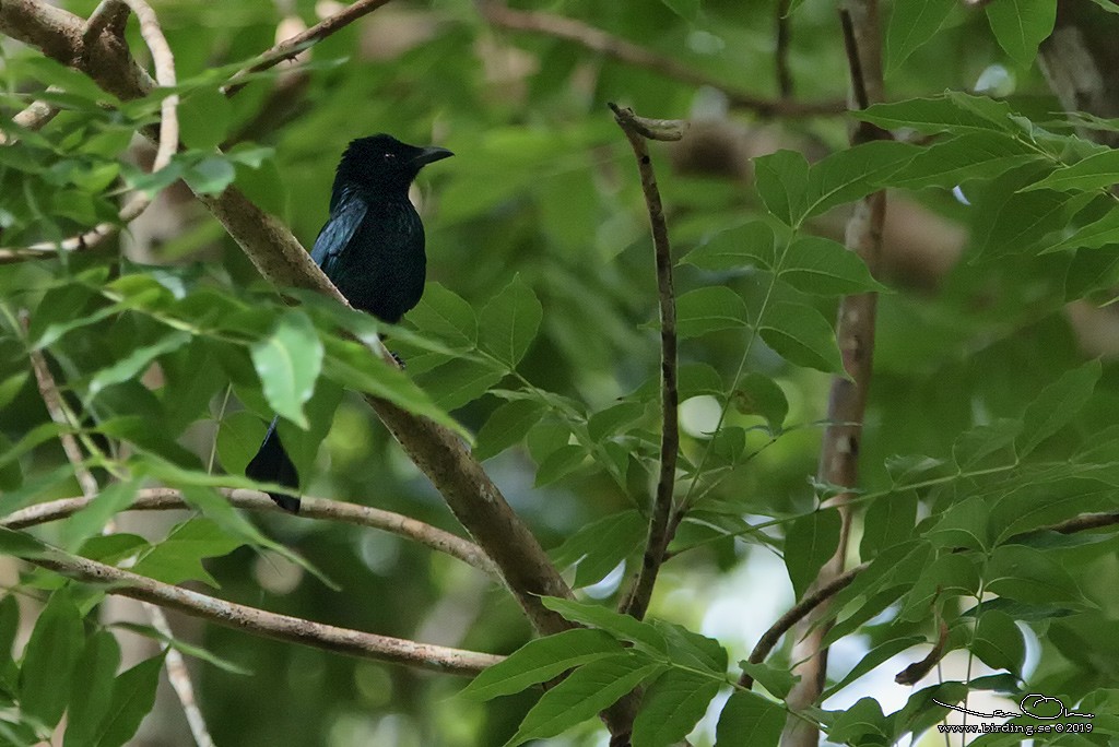 Short-tailed Drongo - ML135542721