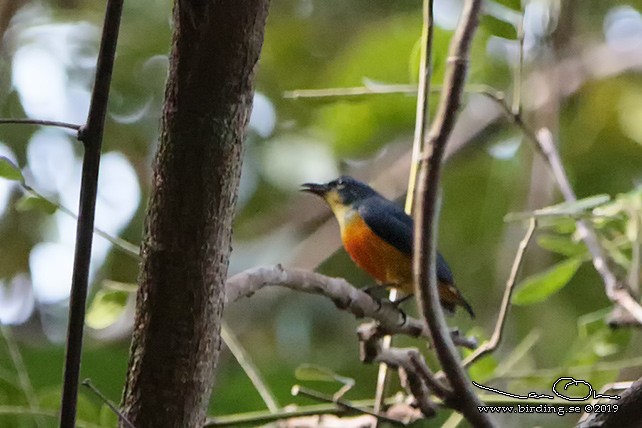 Orange-bellied Flowerpecker - ML135542801