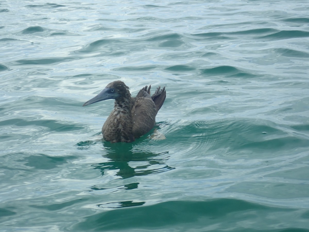 Brown Booby - ML135543671