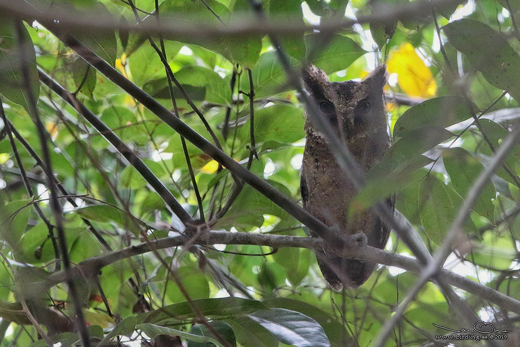 Everett's Scops-Owl - ML135543711