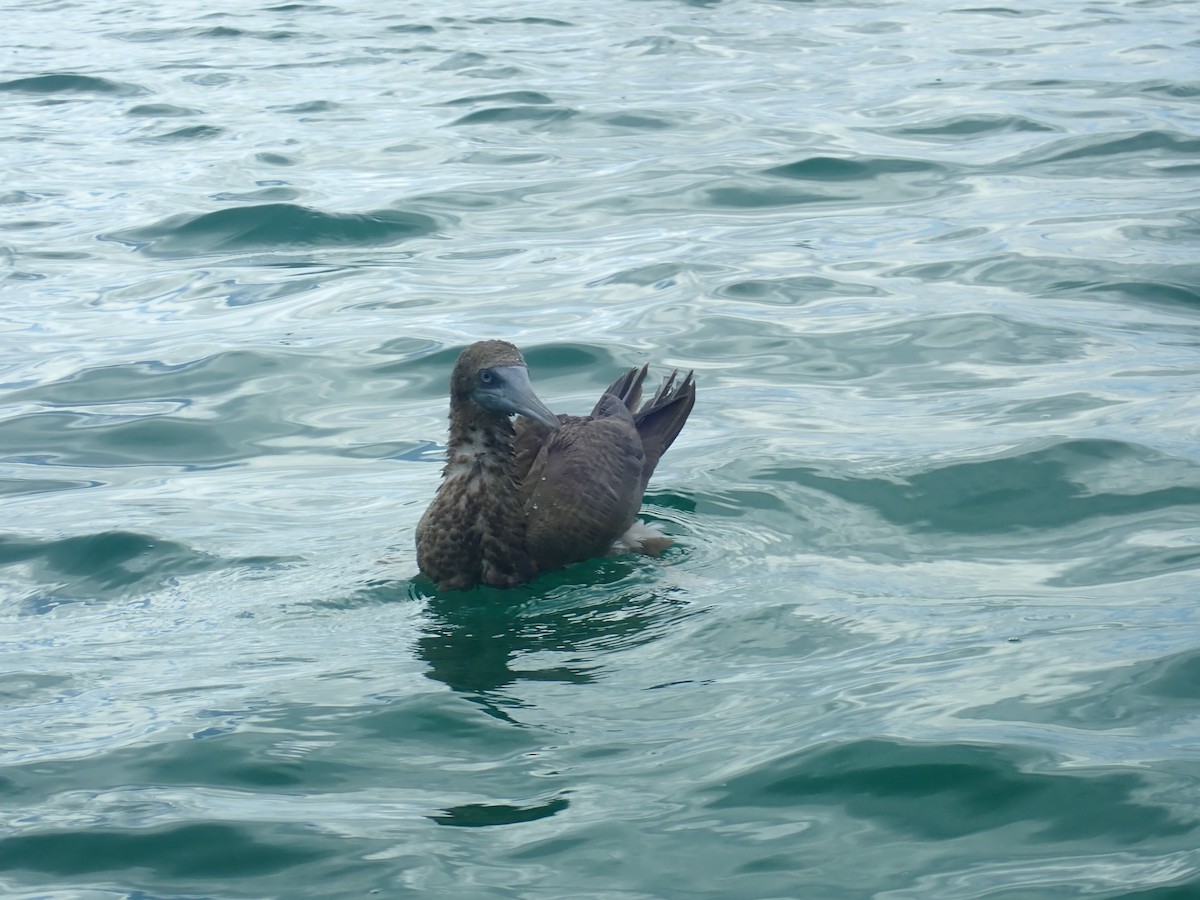 Brown Booby - Jerry Sweeten