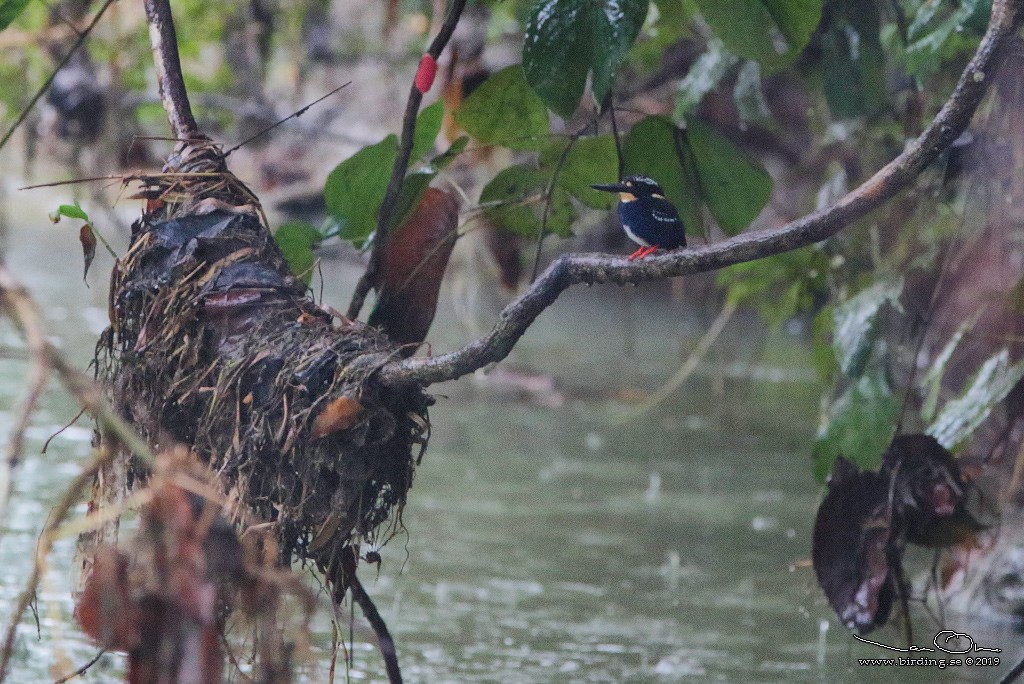 Northern Silvery-Kingfisher - ML135543861