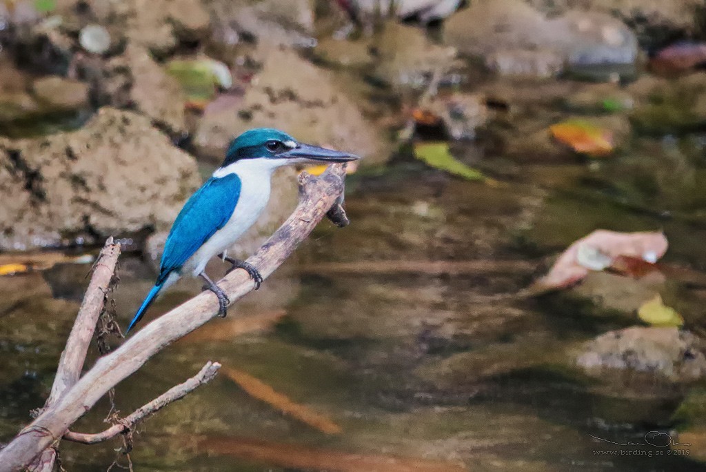 Collared Kingfisher - ML135544041