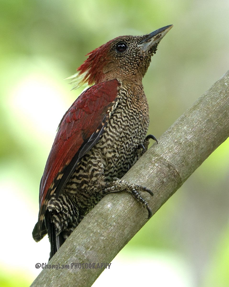Banded Woodpecker - ML135545261