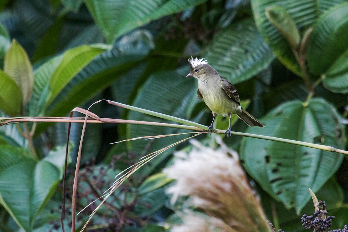 Mottle-backed Elaenia - Nick Athanas