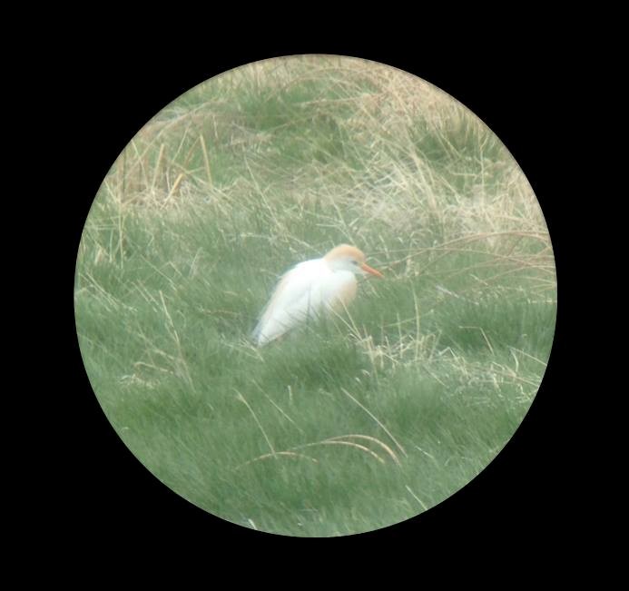 Western Cattle Egret - ML135545501