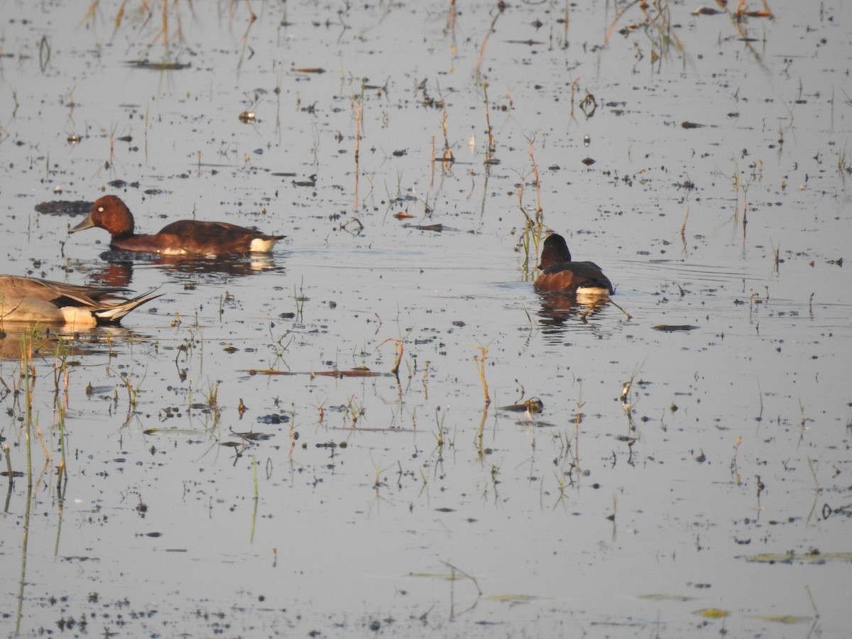 Ferruginous Duck - ML135545691