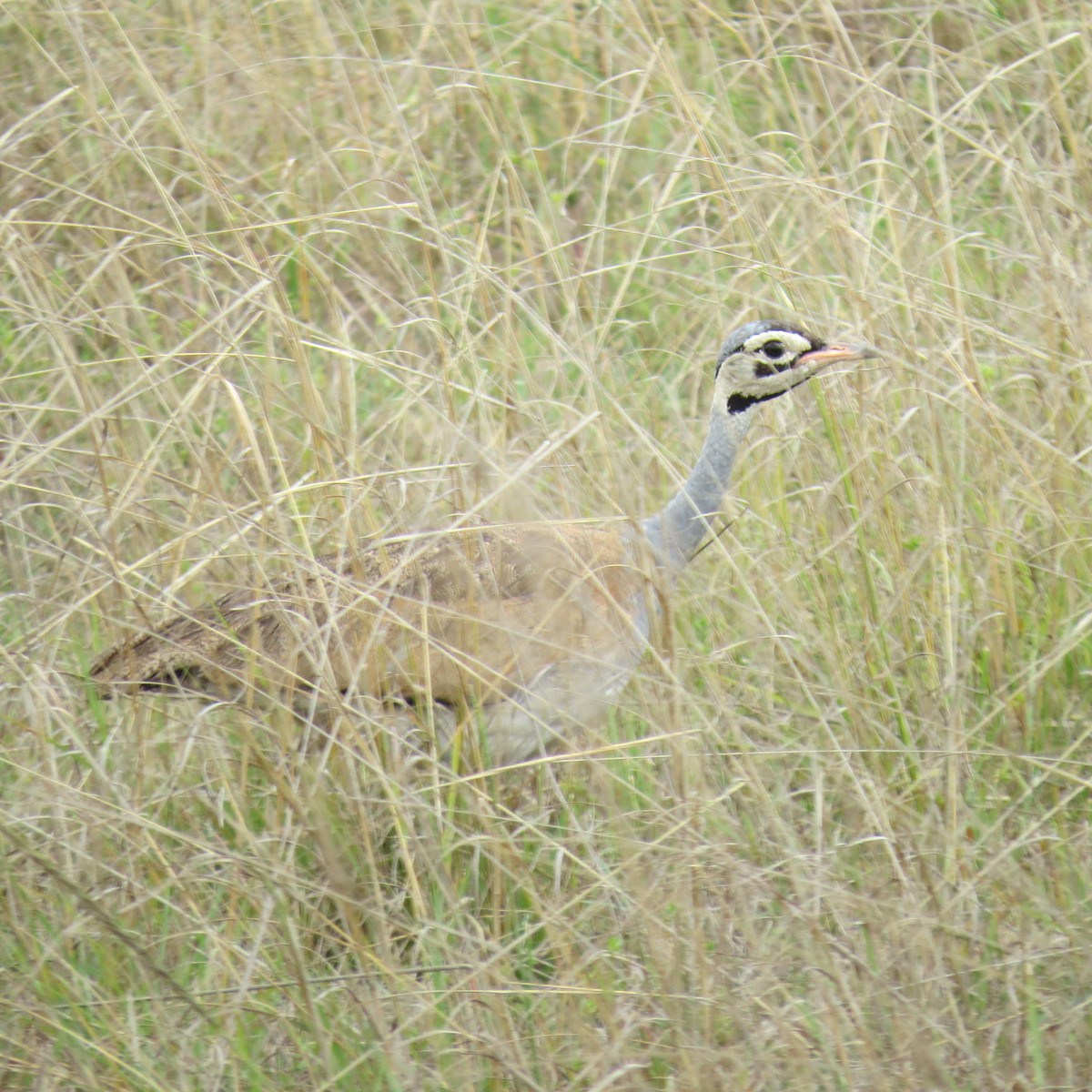 White-bellied Bustard - ML135545771