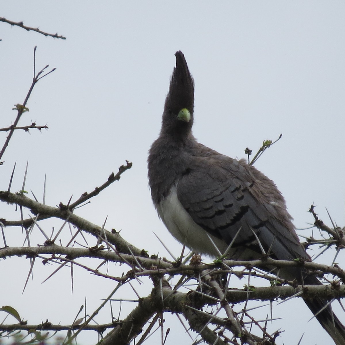 Touraco à ventre blanc - ML135545911