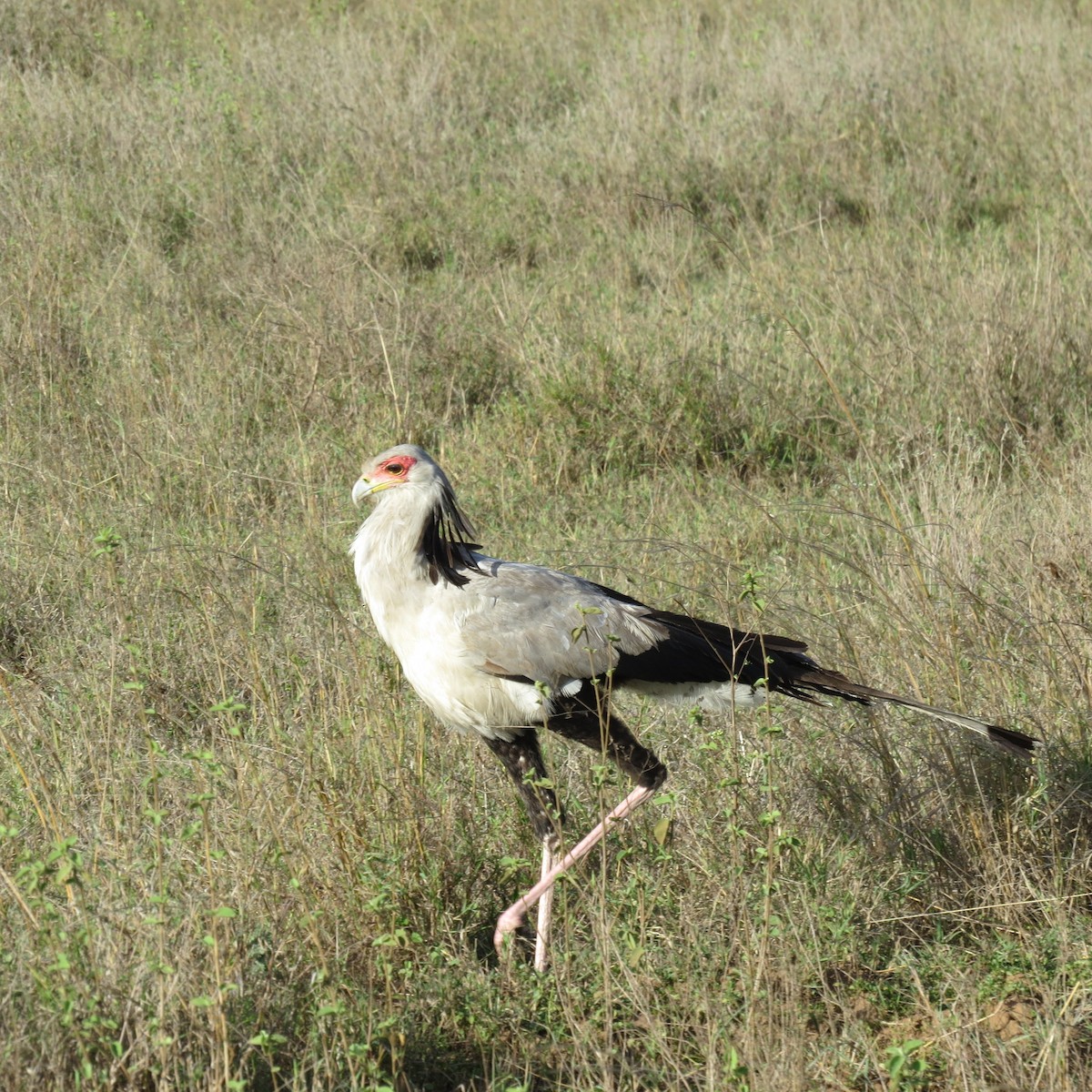 Secretarybird - ML135546201