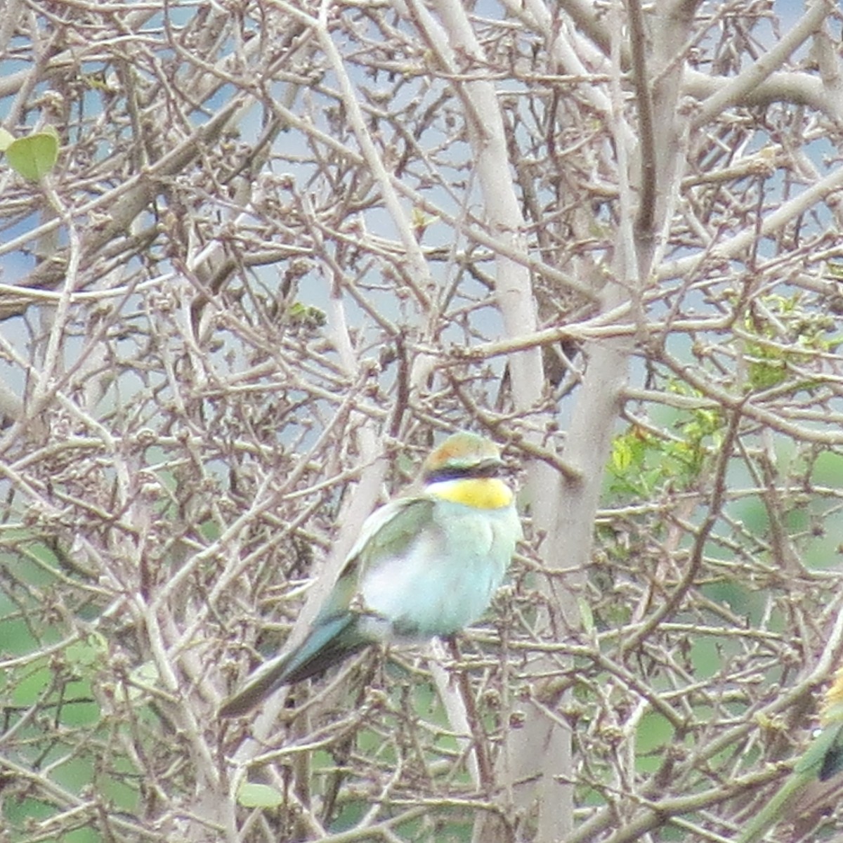 European Bee-eater - ML135546691